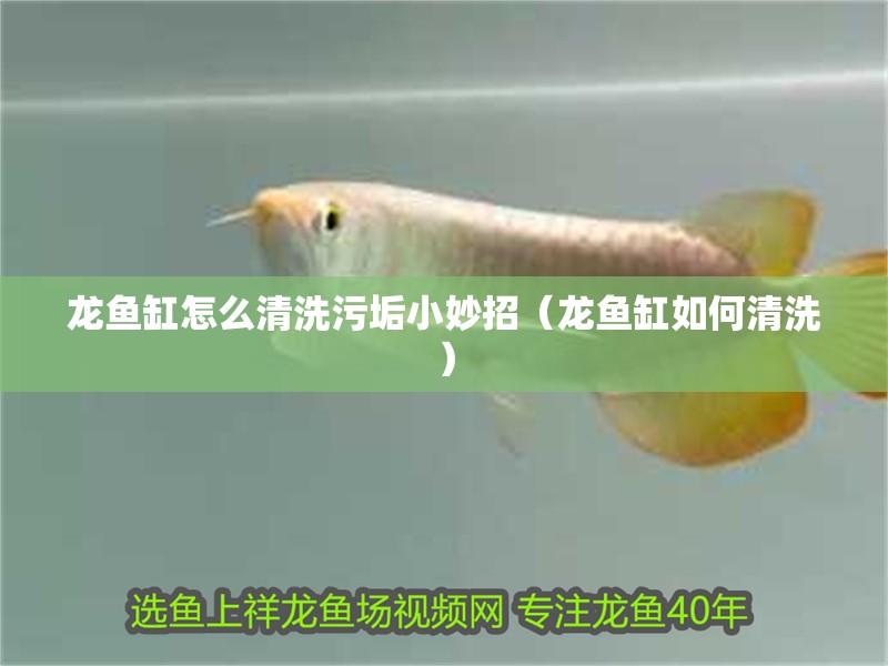 龍魚缸怎么清洗污垢小妙招（龍魚缸如何清洗）