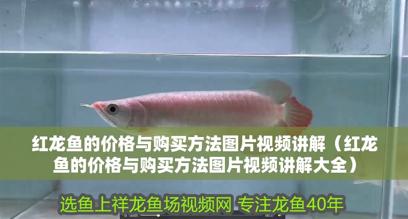 紅龍魚的價格與購買方法圖片視頻講解（紅龍魚的價格與購買方法圖片視頻講解大全）