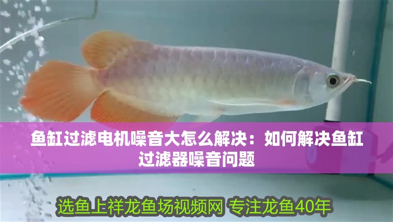 魚缸過濾電機(jī)噪音大怎么解決：如何解決魚缸過濾器噪音問題 魚缸過濾電機(jī)噪音大怎么解決：如何解決魚缸過濾器噪音問題 魚缸百科