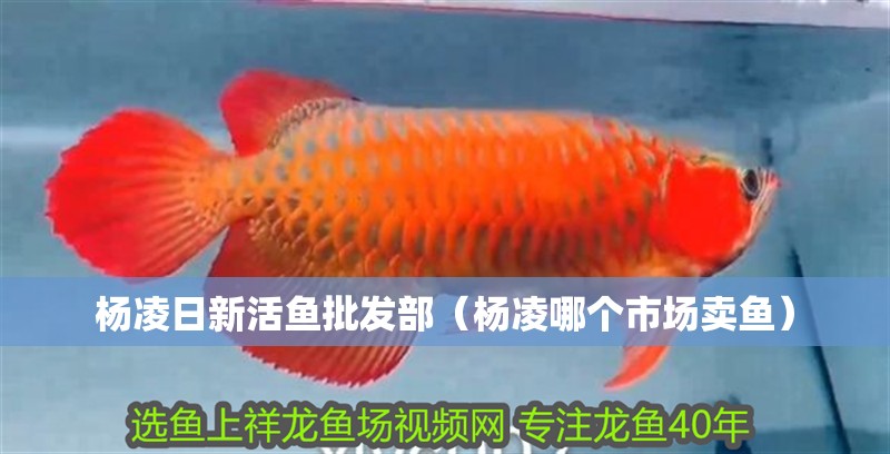 楊凌日新活魚批發(fā)部（楊凌哪個市場賣魚）