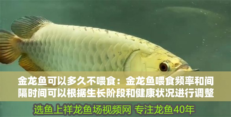 金龍魚可以多久不喂食：金龍魚喂食頻率和間隔時間可以根據生長階段和健康狀況進行調整