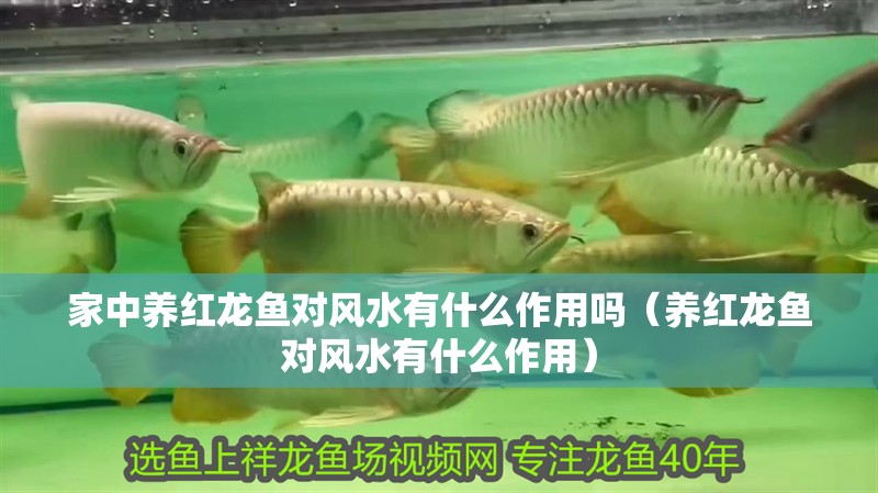 家中養紅龍魚對風水有什么作用嗎（養紅龍魚對風水有什么作用） 家中養紅龍魚對風水有什么作用嗎（養紅龍魚對風水有什么作用） 龍魚百科