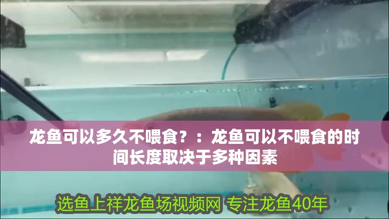 龍魚可以多久不喂食？：龍魚可以不喂食的時間長度取決于多種因素