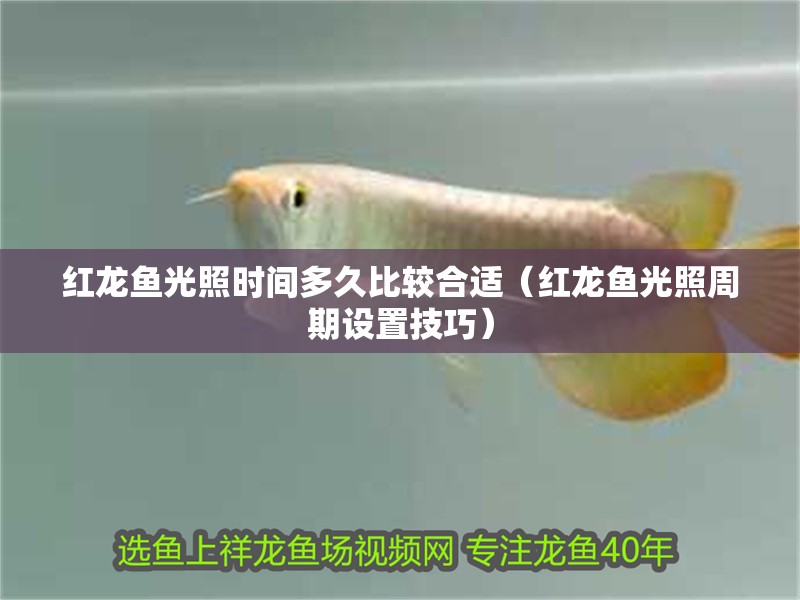 紅龍魚光照時間多久比較合適（紅龍魚光照周期設置技巧）