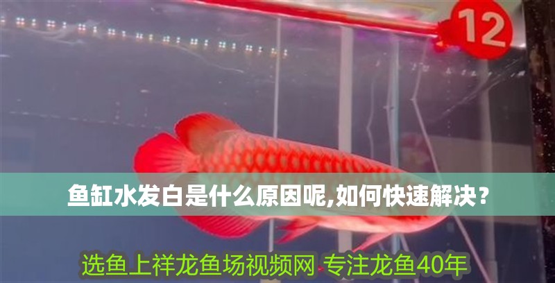 魚缸水發白是什么原因呢,如何快速解決？ 魚缸水發白是什么原因呢,如何快速解決？ 魚缸百科