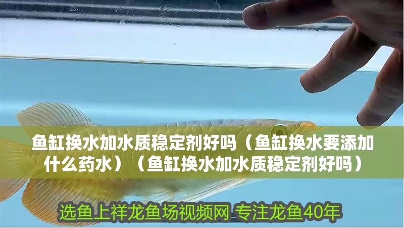 我的虎魚真菌感染了要怎么處理 魚缸換水加水質(zhì)穩(wěn)定劑好嗎(魚缸換水要添加什么藥水)(魚缸換水加水質(zhì)穩(wěn)定劑好嗎) 魚缸百科 魚缸換水加水質(zhì)穩(wěn)定劑好嗎(魚缸換水要添加什么藥水)(魚缸換水加水質(zhì)穩(wěn)定劑好嗎) 魚缸換水加水質(zhì)穩(wěn)定劑好嗎(魚缸換水要添加什么藥水)(魚缸換水加水質(zhì)穩(wěn)定劑好嗎) 魚缸百科