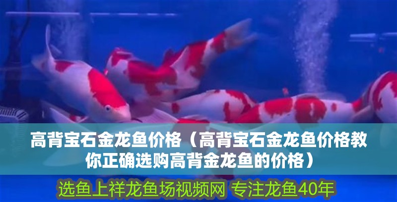 高背寶石金龍魚價格（高背寶石金龍魚價格教你正確選購高背金龍魚的價格）