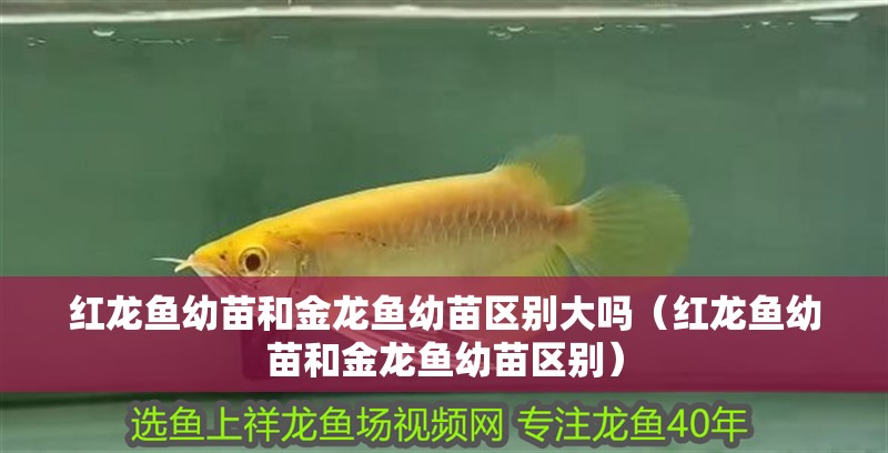 紅龍魚幼苗和金龍魚幼苗區別大嗎（紅龍魚幼苗和金龍魚幼苗區別）