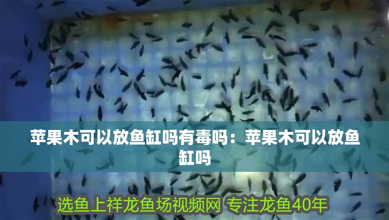蘋果木可以放魚缸嗎有毒嗎：蘋果木可以放魚缸嗎