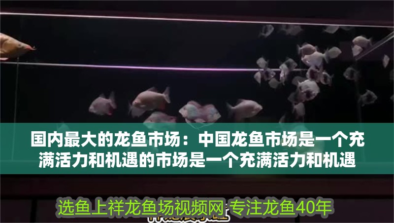 國內最大的龍魚市場：中國龍魚市場是一個充滿活力和機遇的市場是一個充滿活力和機遇 國內最大的龍魚市場：中國龍魚市場是一個充滿活力和機遇的市場是一個充滿活力和機遇 龍魚百科