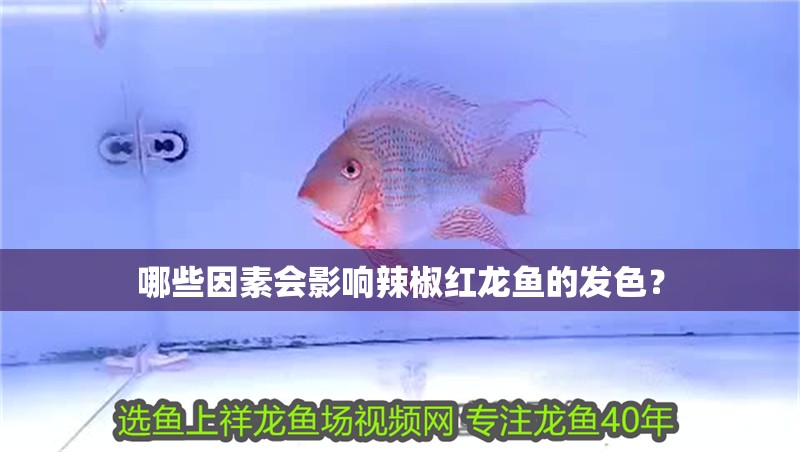 哪些因素會影響辣椒紅龍魚的發色？ 哪些因素會影響辣椒紅龍魚的發色？ 龍魚百科