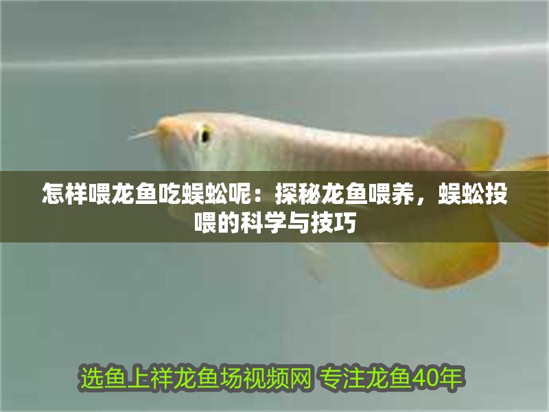 怎樣喂龍魚吃蜈蚣呢：探秘龍魚喂養，蜈蚣投喂的科學與技巧