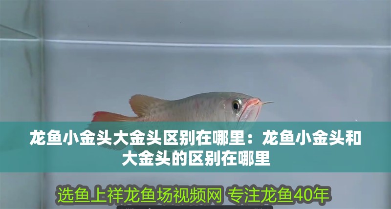 龍魚小金頭大金頭區別在哪里：龍魚小金頭和大金頭的區別在哪里