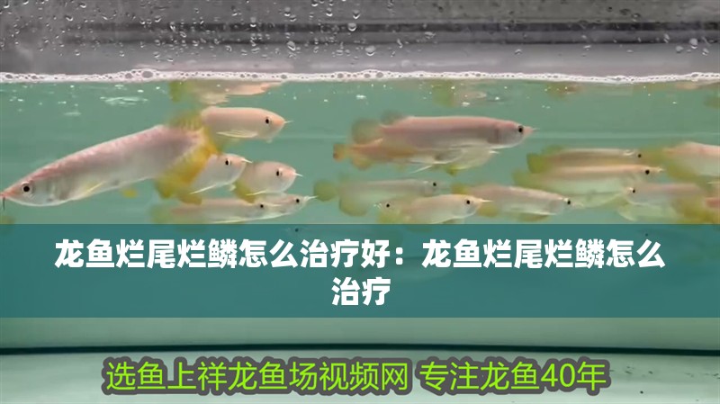 龍魚爛尾爛鱗怎么治療好：龍魚爛尾爛鱗怎么治療