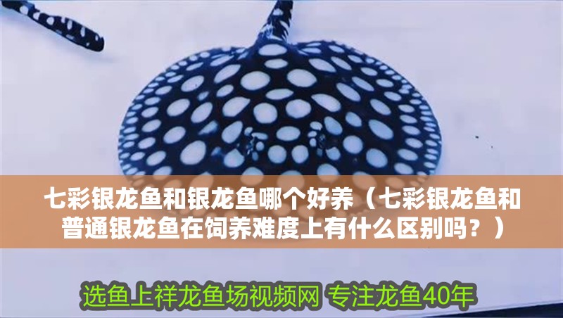 七彩銀龍魚和銀龍魚哪個好養（七彩銀龍魚和普通銀龍魚在飼養難度上有什么區別嗎？） 七彩銀龍魚和銀龍魚哪個好養（七彩銀龍魚和普通銀龍魚在飼養難度上有什么區別嗎？） 龍魚百科