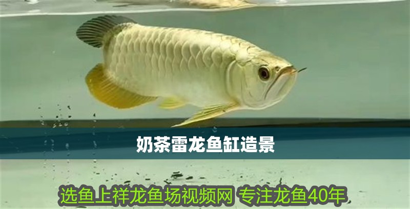 奶茶雷龍魚缸造景