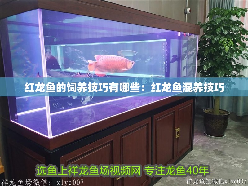 紅龍魚的飼養(yǎng)技巧有哪些：紅龍魚混養(yǎng)技巧