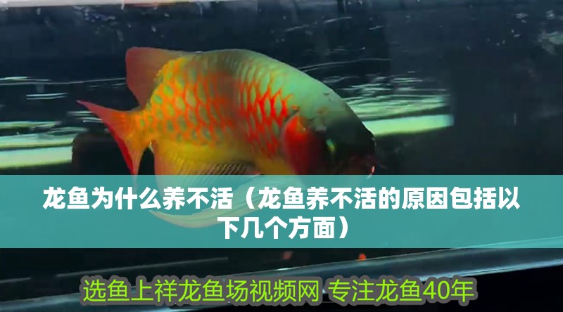 龍魚為什么養不活（龍魚養不活的原因包括以下幾個方面）
