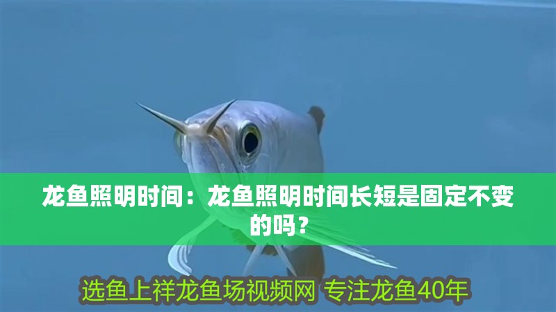 龍魚照明時間：龍魚照明時間長短是固定不變的嗎？