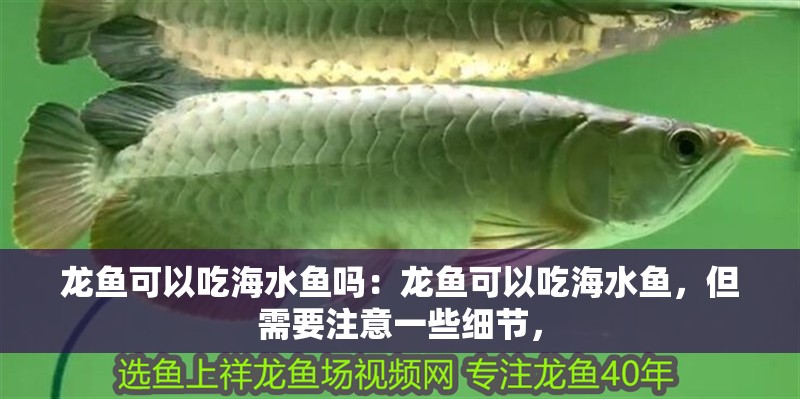 龍魚可以吃海水魚嗎：龍魚可以吃海水魚，但需要注意一些細節，