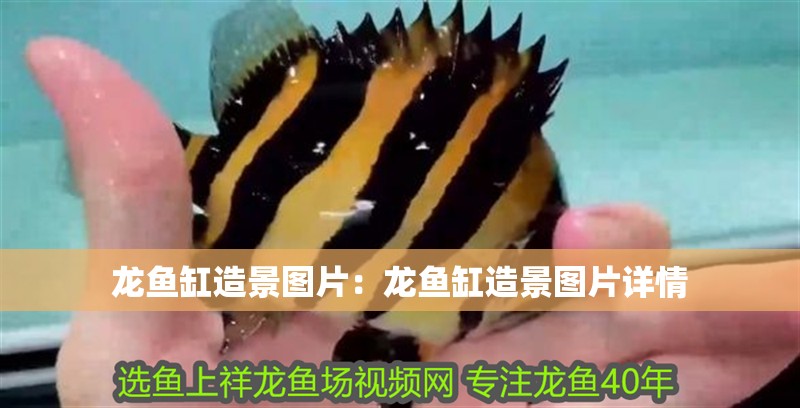 龍魚缸造景圖片：龍魚缸造景圖片詳情 龍魚缸造景圖片：龍魚缸造景圖片詳情 魚缸百科
