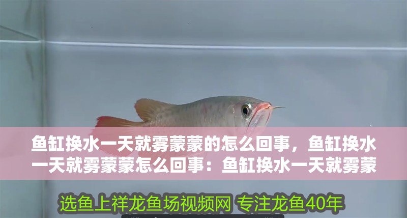 魚缸換水一天就霧蒙蒙的怎么回事，魚缸換水一天就霧蒙蒙怎么回事：魚缸換水一天就霧蒙蒙的怎么辦