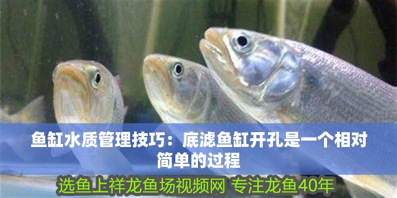 魚缸水質管理技巧：底濾魚缸開孔是一個相對簡單的過程
