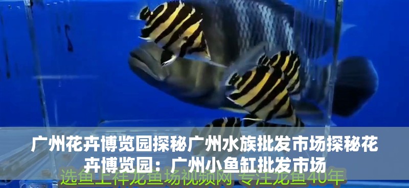 廣州花卉博覽園探秘廣州水族批發市場探秘花卉博覽園：廣州小魚缸批發市場 廣州花卉博覽園探秘廣州水族批發市場探秘花卉博覽園：廣州小魚缸批發市場 魚缸百科