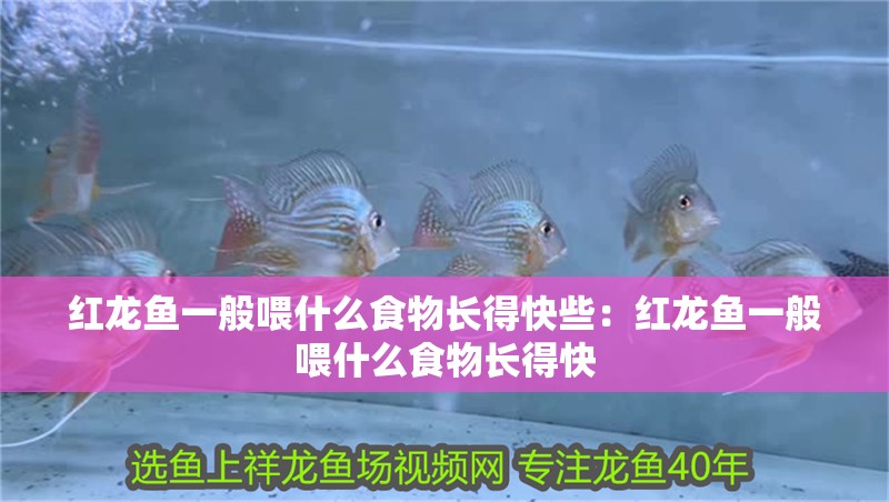 紅龍魚一般喂什么食物長得快些：紅龍魚一般喂什么食物長得快