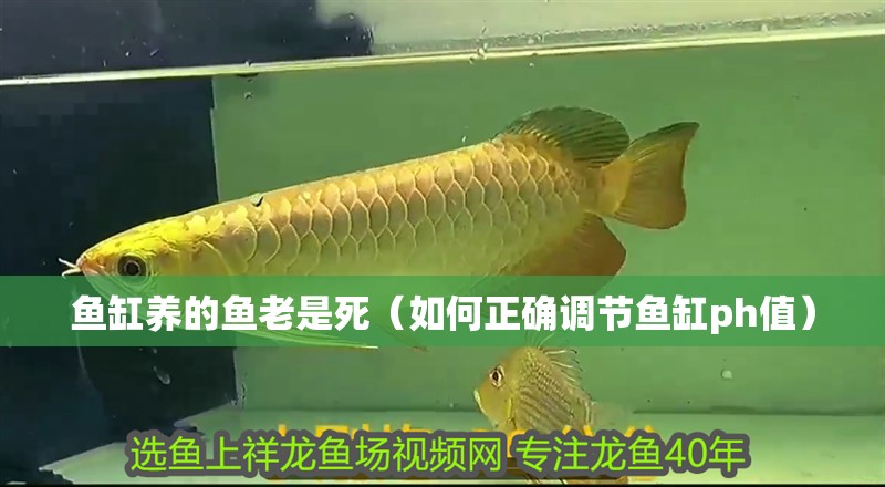 魚缸養的魚老是死（如何正確調節魚缸ph值）
