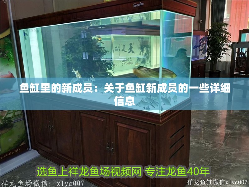 魚缸里的新成員：關于魚缸新成員的一些詳細信息