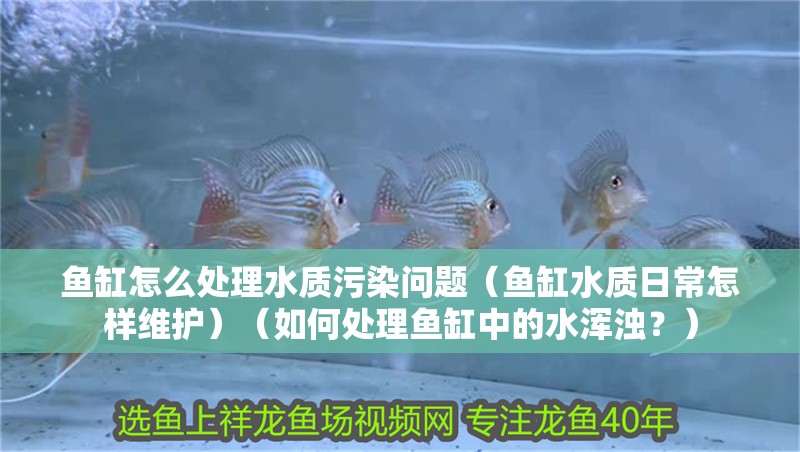 魚缸怎么處理水質污染問題（魚缸水質日常怎樣維護）（如何處理魚缸中的水渾濁？）
