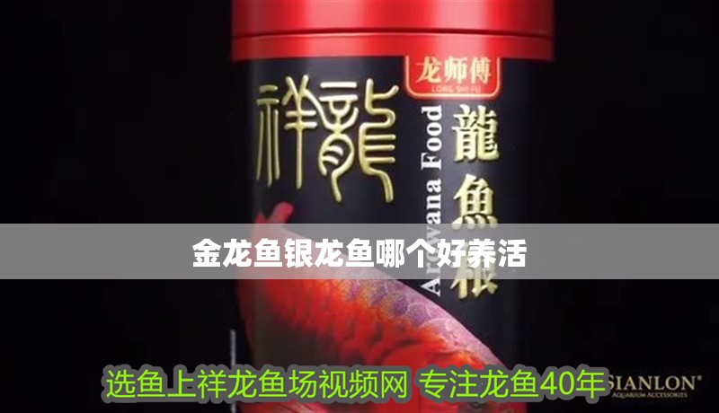 金龍魚銀龍魚哪個(gè)好養(yǎng)活