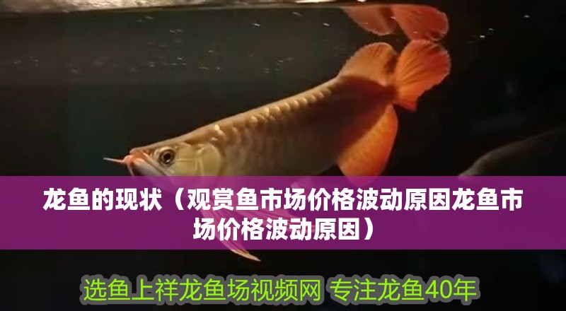 龍魚的現(xiàn)狀（觀賞魚市場(chǎng)價(jià)格波動(dòng)原因龍魚市場(chǎng)價(jià)格波動(dòng)原因） 龍魚的現(xiàn)狀（觀賞魚市場(chǎng)價(jià)格波動(dòng)原因龍魚市場(chǎng)價(jià)格波動(dòng)原因） 龍魚百科