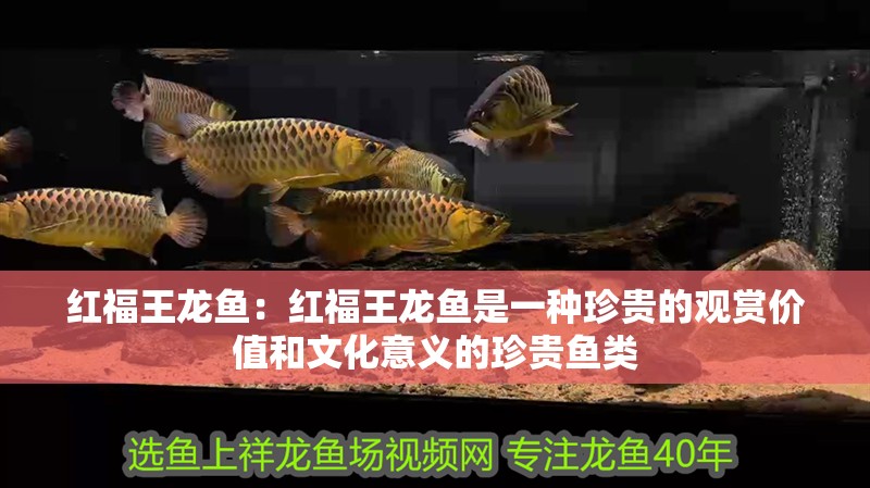 紅福王龍魚：紅福王龍魚是一種珍貴的觀賞價值和文化意義的珍貴魚類