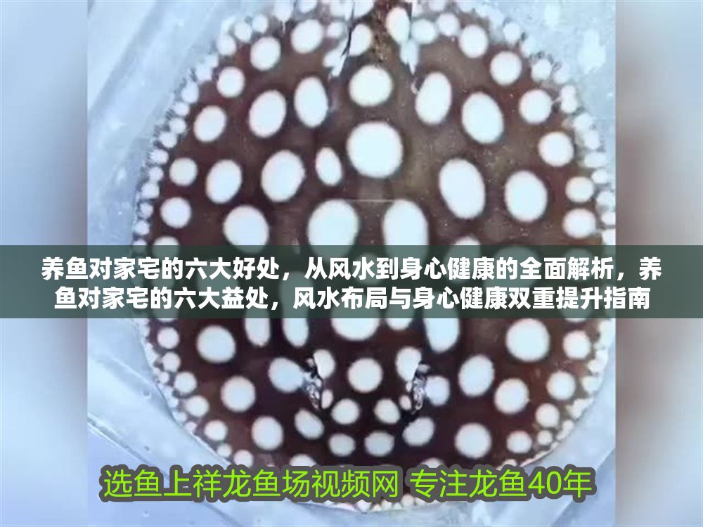 養魚對家宅的六大好處，從風水到身心健康的全面解析，養魚對家宅的六大益處，風水布局與身心健康雙重提升指南