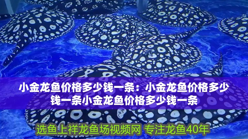 小金龍魚價格多少錢一條：小金龍魚價格多少錢一條小金龍魚價格多少錢一條