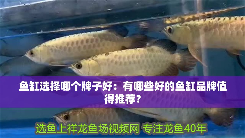 魚缸選擇哪個牌子好：有哪些好的魚缸品牌值得推薦？