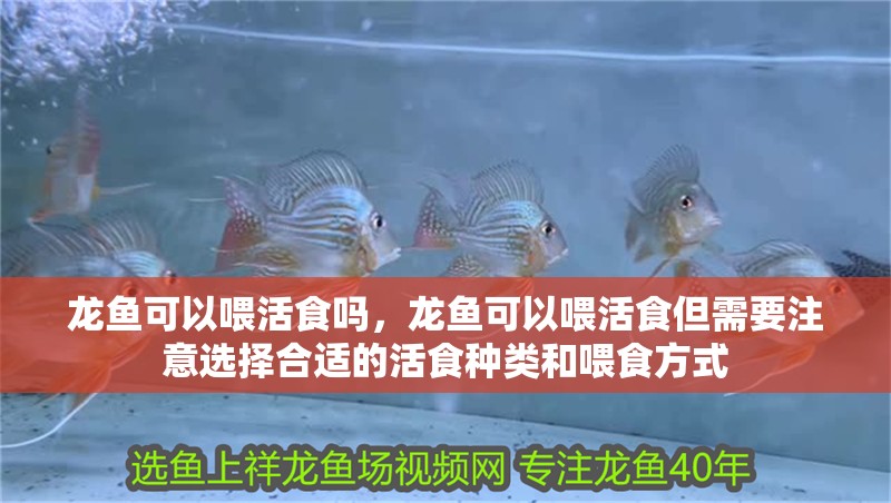 龍魚可以喂活食嗎，龍魚可以喂活食但需要注意選擇合適的活食種類和喂食方式