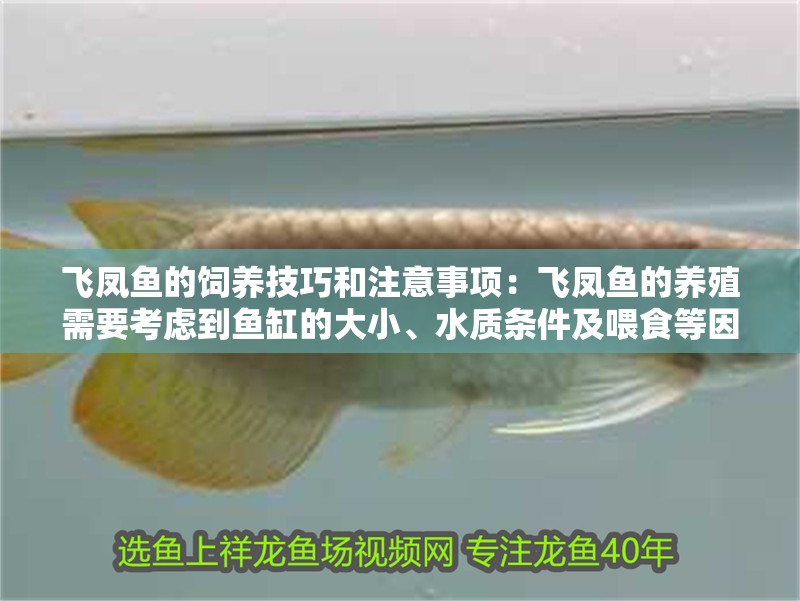 飛鳳魚的飼養技巧和注意事項：飛鳳魚的養殖需要考慮到魚缸的大小、水質條件及喂食等因素