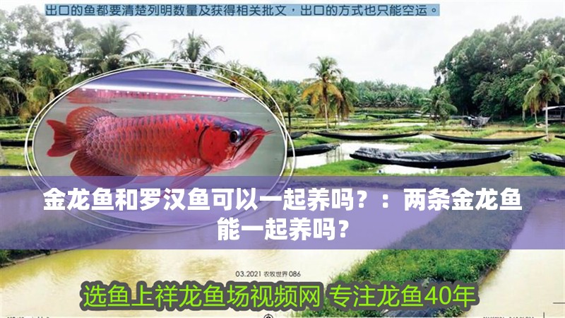 金龍魚和羅漢魚可以一起養嗎？：兩條金龍魚能一起養嗎？