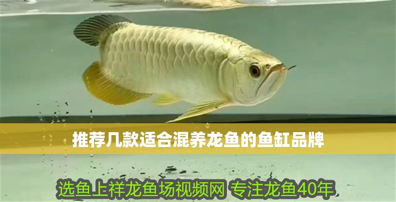 推薦幾款適合混養(yǎng)龍魚的魚缸品牌