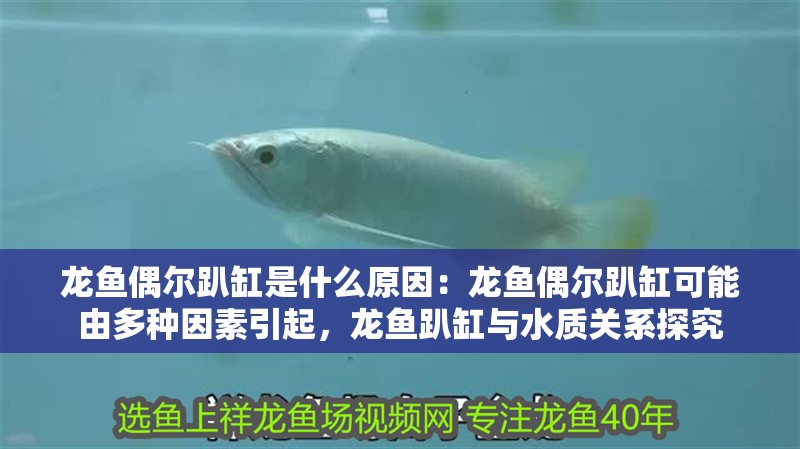 龍魚偶爾趴缸是什么原因：龍魚偶爾趴缸可能由多種因素引起，龍魚趴缸與水質關系探究