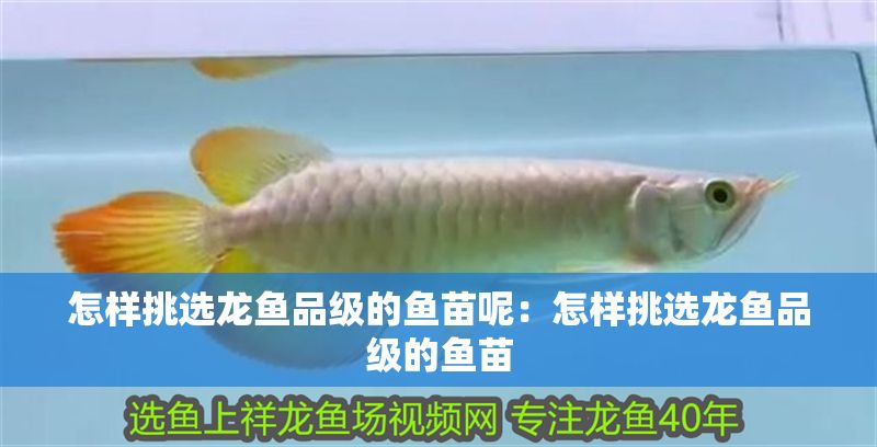 怎樣挑選龍魚品級(jí)的魚苗呢：怎樣挑選龍魚品級(jí)的魚苗 怎樣挑選龍魚品級(jí)的魚苗呢：怎樣挑選龍魚品級(jí)的魚苗 龍魚百科 第1張