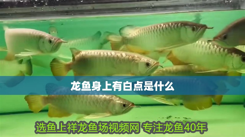 龍魚身上有白點是什么