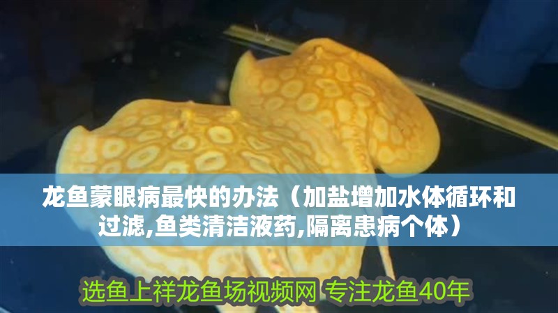 龍魚蒙眼病最快的辦法（加鹽增加水體循環和過濾,魚類清潔液藥,隔離患病個體）
