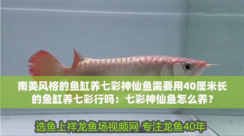 南美風格的魚缸養七彩神仙魚需要用40厘米長的魚缸養七彩行嗎：七彩神仙魚怎么養？