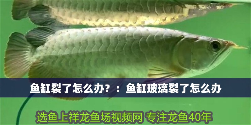 魚缸裂了怎么辦？：魚缸玻璃裂了怎么辦