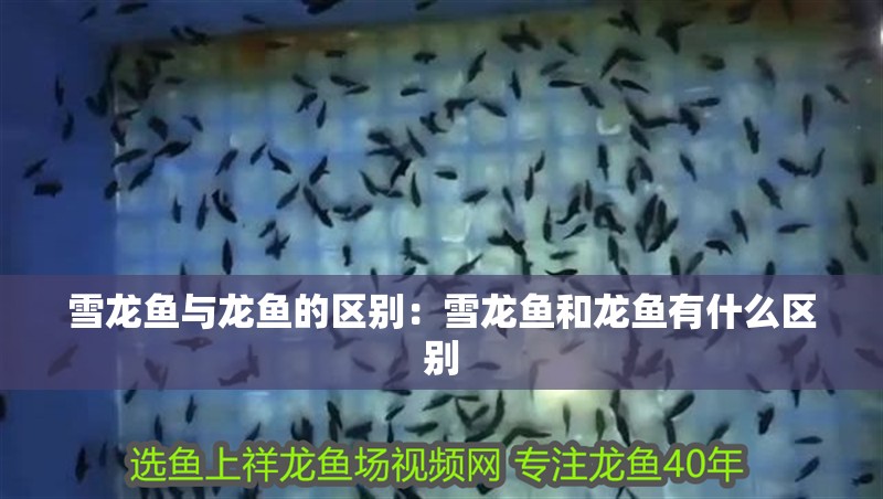 雪龍魚與龍魚的區別：雪龍魚和龍魚有什么區別