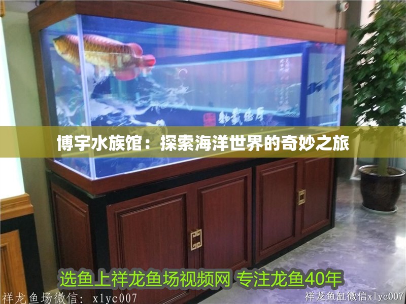 博宇水族館：探索海洋世界的奇妙之旅
